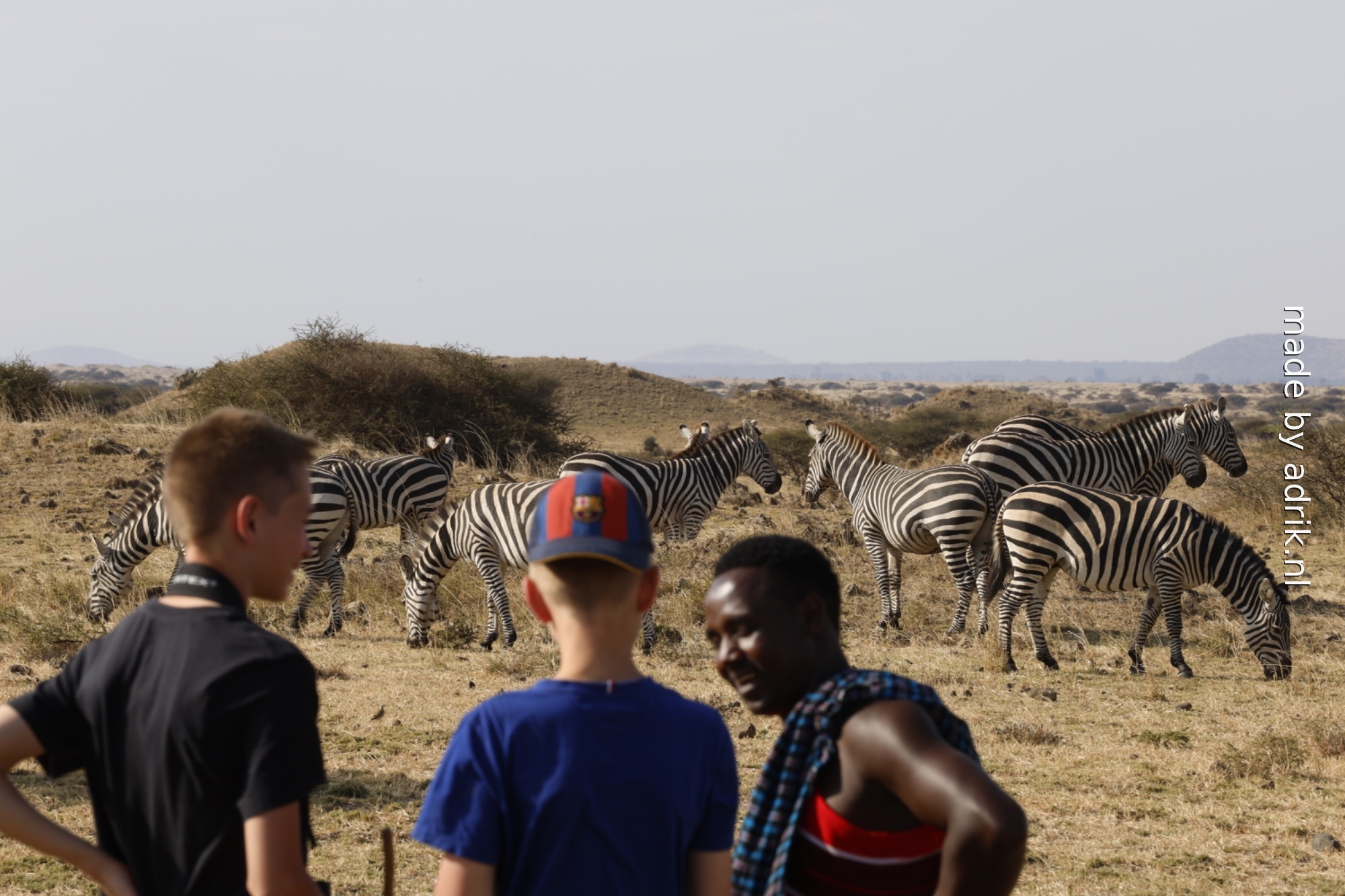 Family walking safari with zebras in Tanzania - guided safari experience with local Maasai