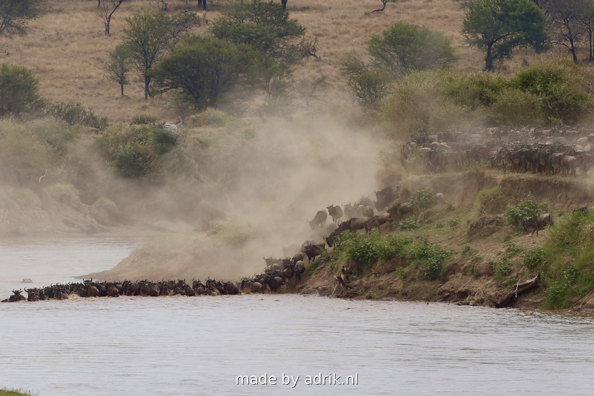 Great Migration wildebeest river crossing in Serengeti National Park - thousands of wildebeest crossing the Mara River Tanzania